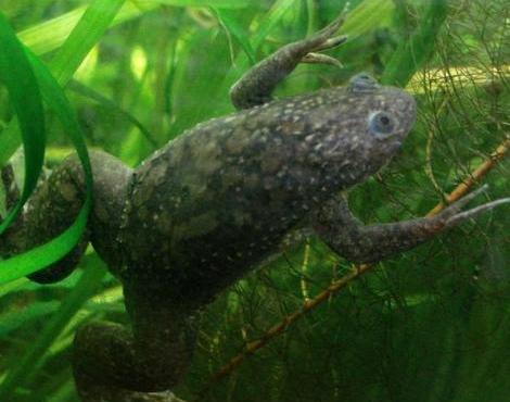 African Clawed Frog