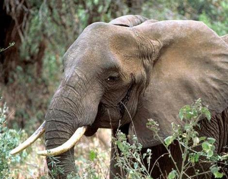 African Forest Elephant