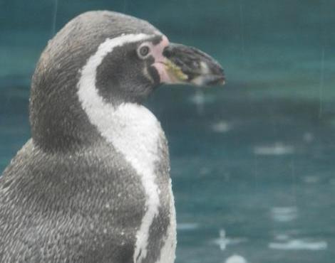 African Penguin