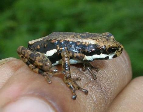 African Tree Toad