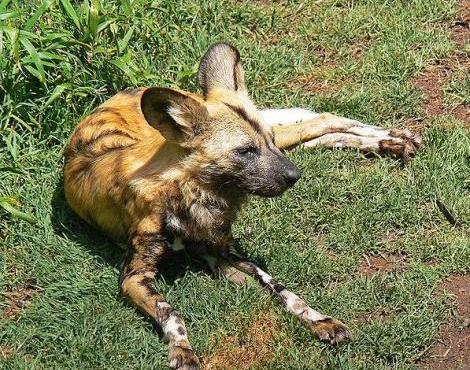 African Wild Dog