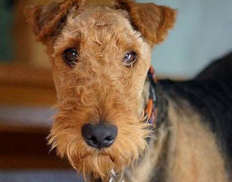 Airedale Terrier 