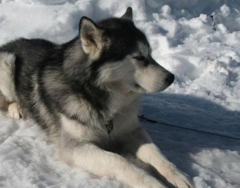 Alaskan Malamute