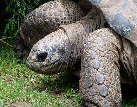 Aldabra Giant Tortoise