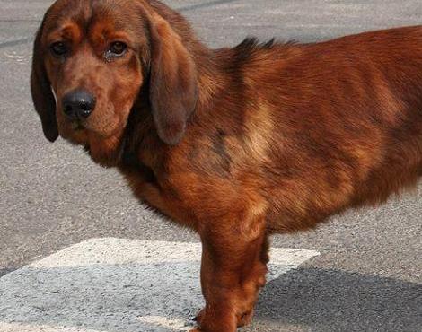 Alpine Dachsbracke