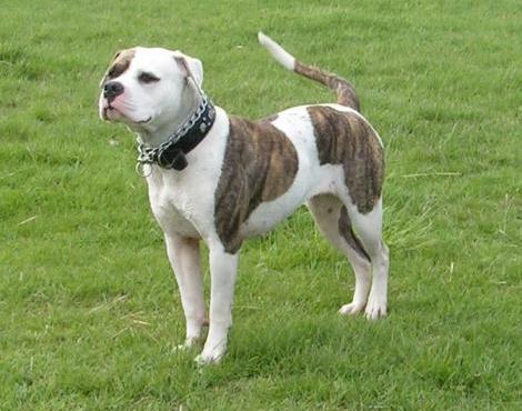 American Bulldog