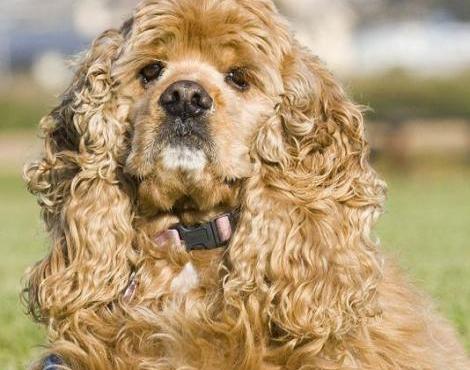 American Cocker Spaniel