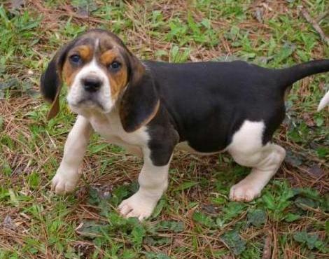 American Coonhound