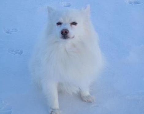 American Eskimo Dog