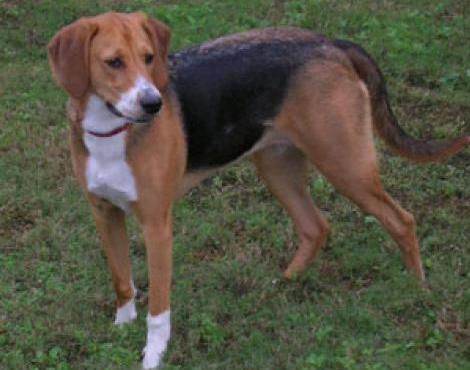 American Foxhound