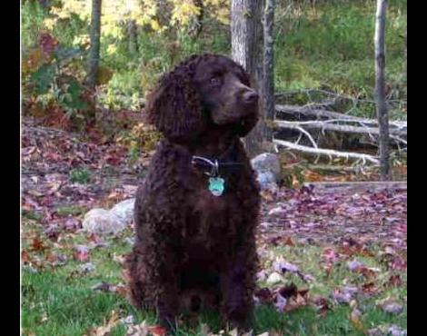 American Water Spaniel