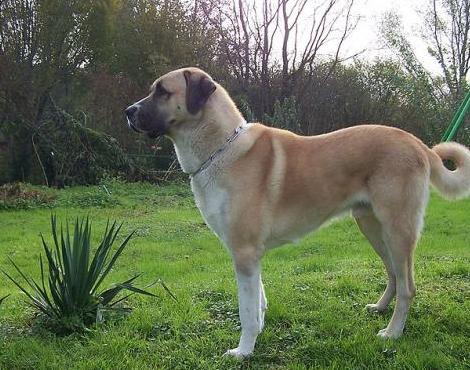 Anatolian Shepherd Dog