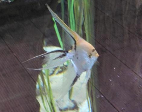 Angelfish