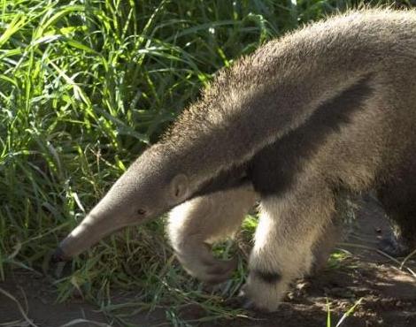 Anteater