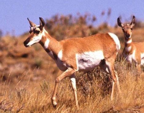 Antelope