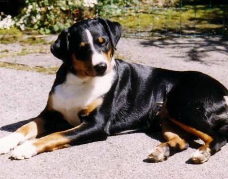 Appenzeller Dog