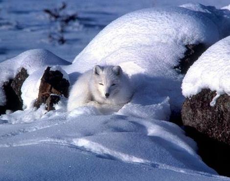 Arctic Fox