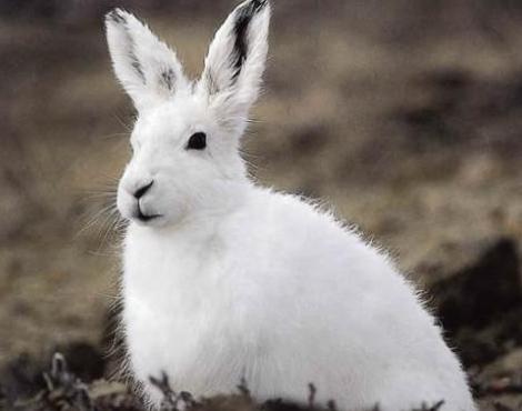 Arctic Hare