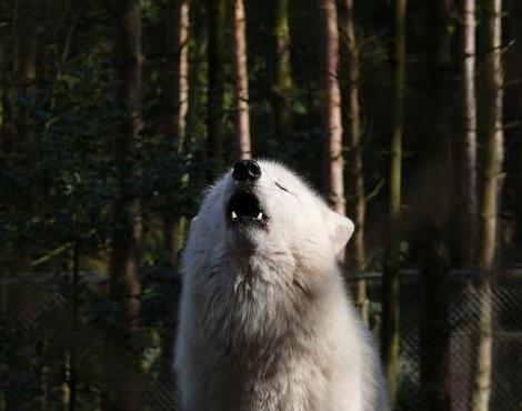 Arctic Wolf