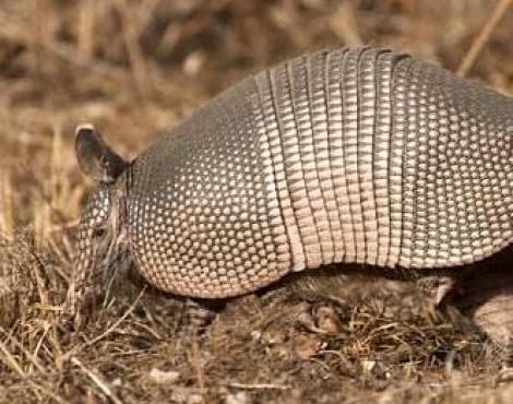 Armadillo