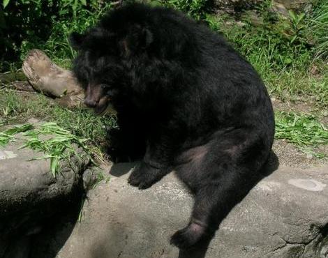 Asiatic Black Bear