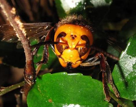 Asian Giant Hornet