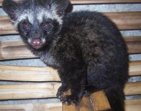 Asian Palm Civet