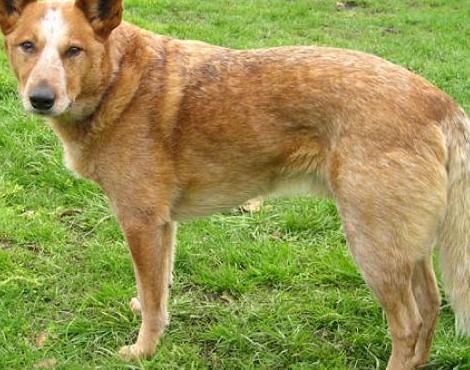 Australian Cattle Dog