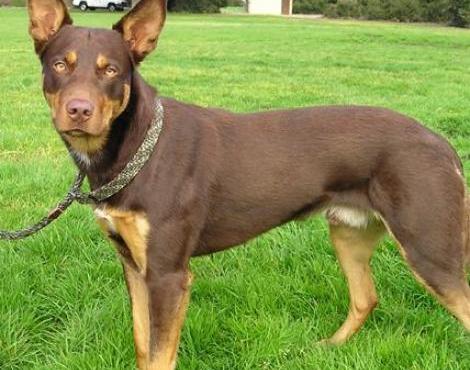 Australian Kelpie Dog