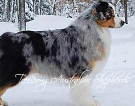 Australian Shepherd