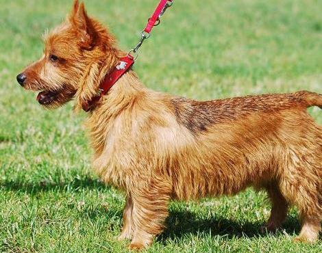 Australian Terrier