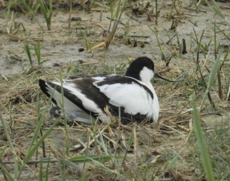 Avocet