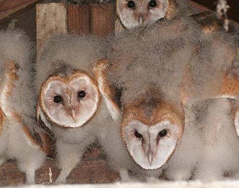 Barn Owl