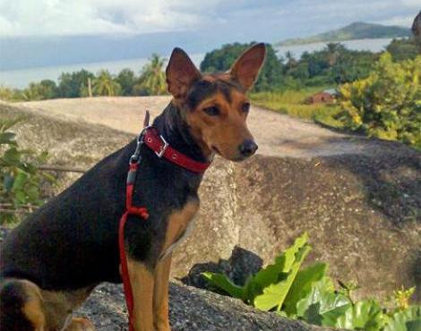 Basenji Dog