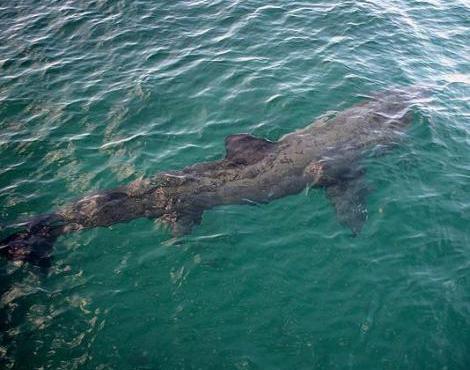 Basking Shark