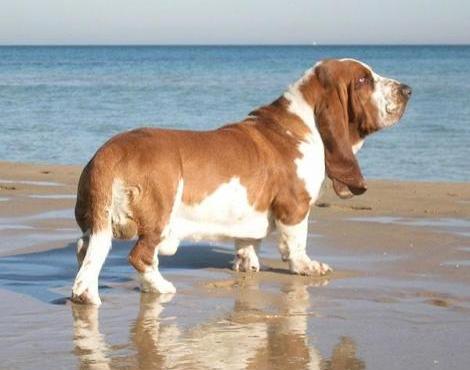 Basset Hound