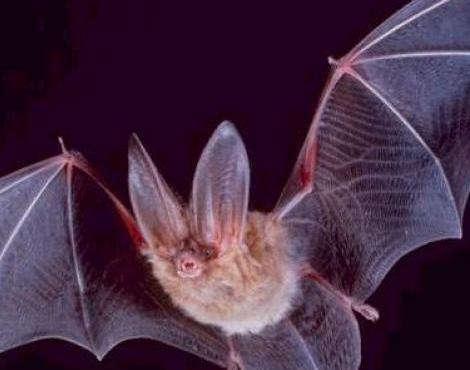 Bat