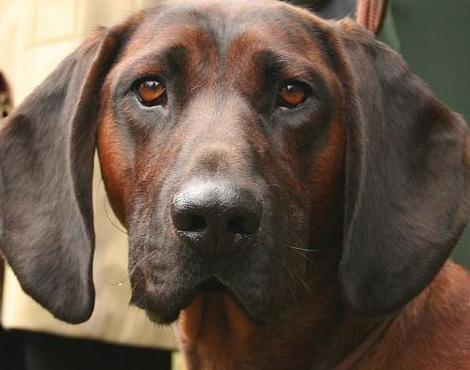 Bavarian Mountain Hound