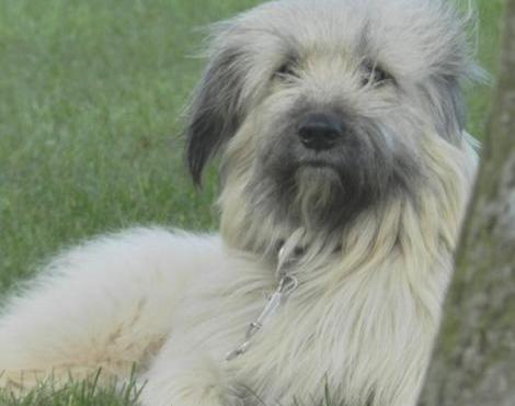 Bearded Collie