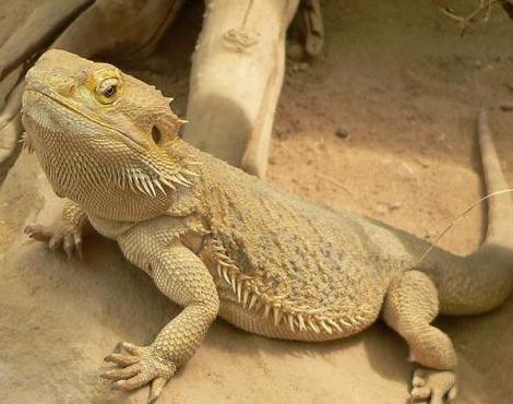 Bearded Dragon