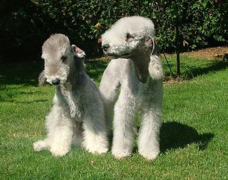 Bedlington Terrier