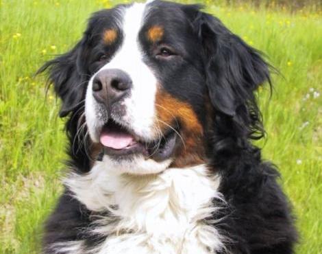 Bernese Mountain Dog