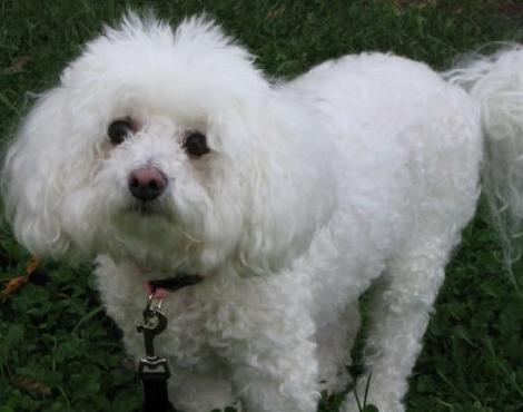 Bichon Frise