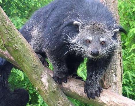 Binturong