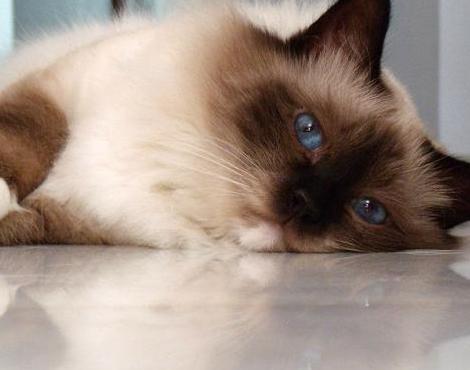 Birman