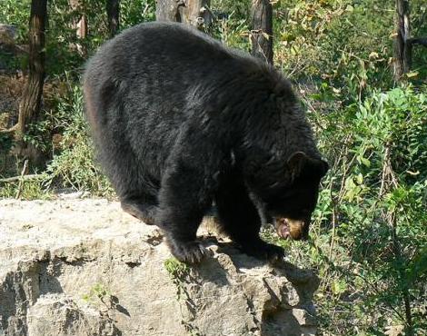 Black Bear