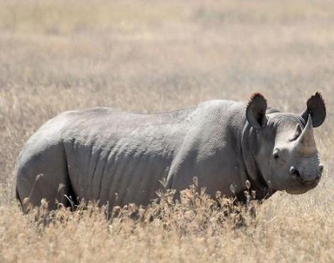 Black Rhinoceros