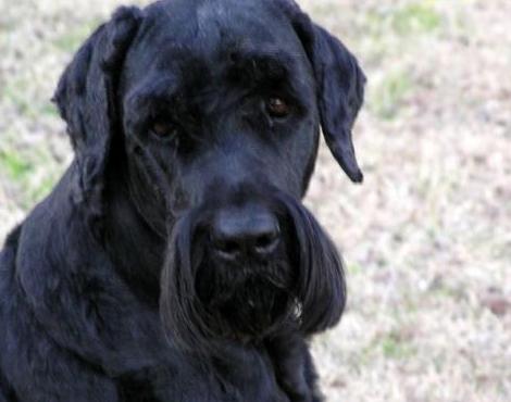 Black Russian Terrier