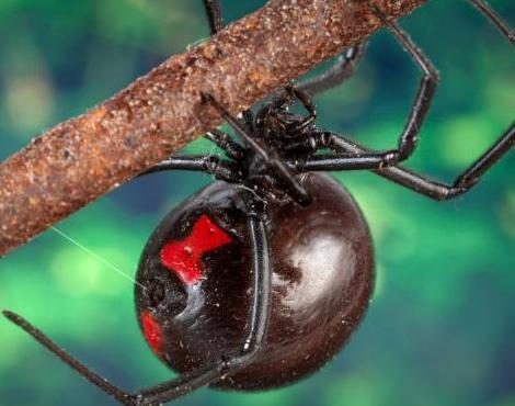 Black Widow Spider