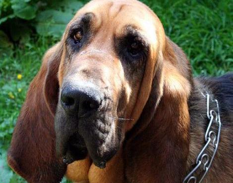 Bloodhound